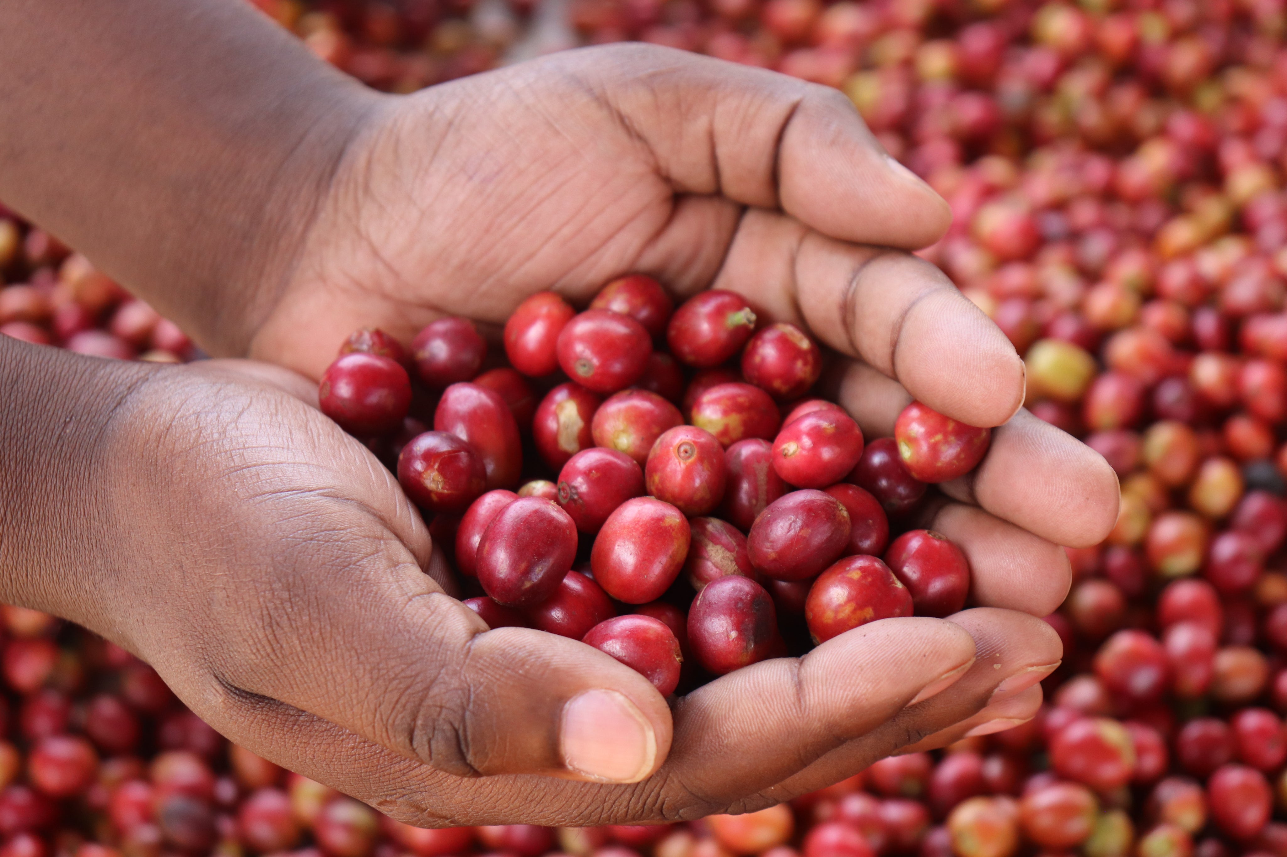Cafe_Imports_Kenya_Gakundu-5-2025-03-19-145557.jpg